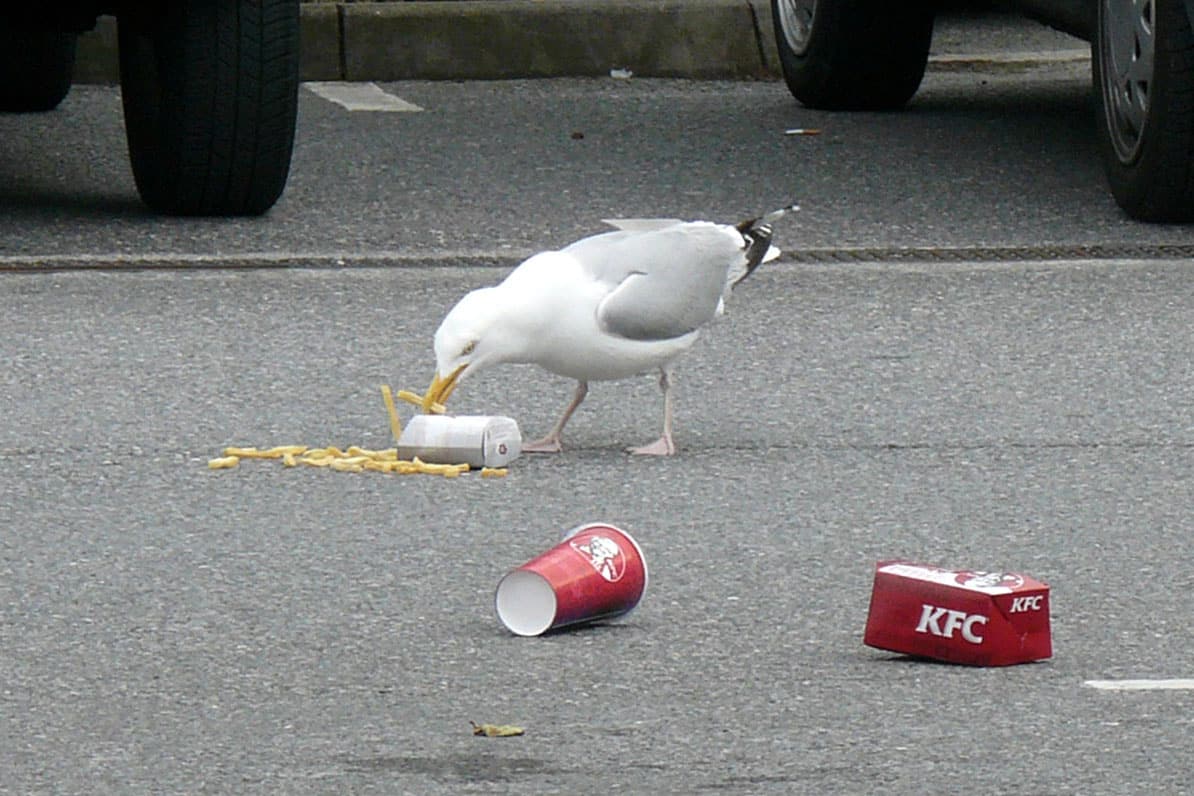 seagulls eatingjunk
