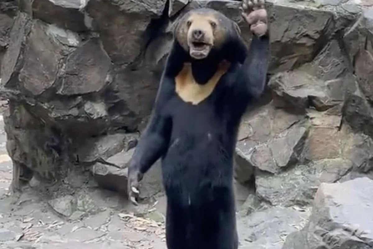 china zoo bears