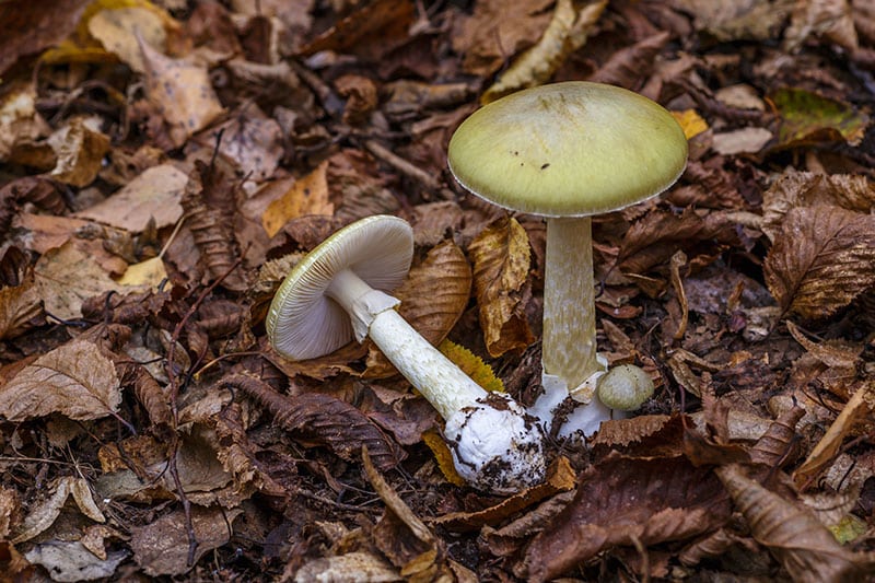 death cap mushroom